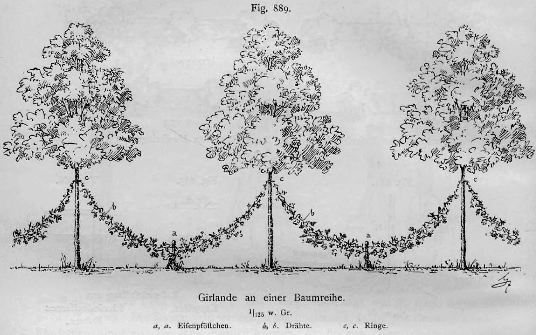 Strichzeichnung einer Reihe von Laubbäumen, die durch girlandenförmig geführte Kletterpflanzen und Spanndrähte miteinander verbunden sind.