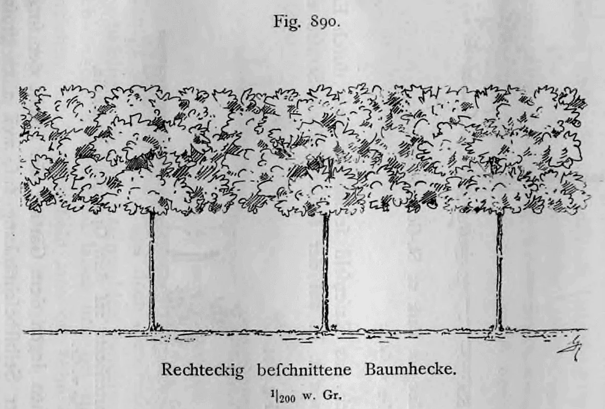 Aufriss einer rechteckig in Kastenform beschnittenen Baumhecke mit drei Stämmen.